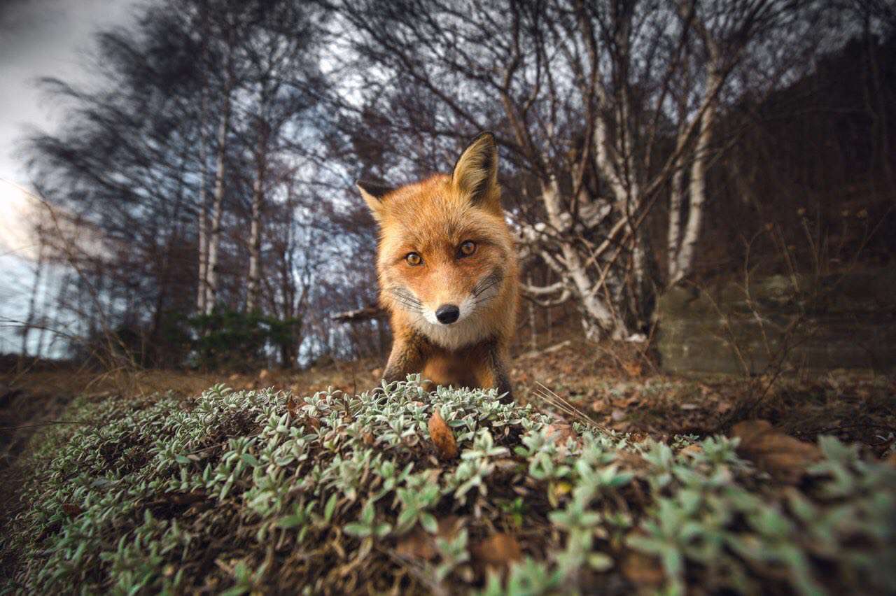 عکس روز نشنال جئوگرافیک
یک روباه کنجکاو سرش را در نزدیکی لنز دوربین عکاس برده است